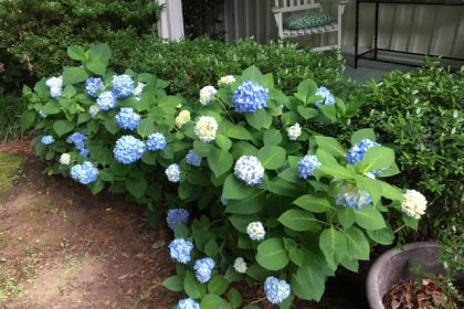 flower, plant, plants, flowers, purple, white, blue, pot, green, outdoors, garden, patio