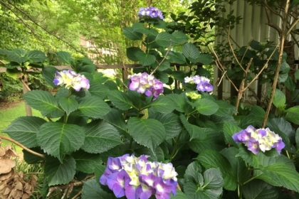 flower, plant, plants, flowers, purple, blue, white, green