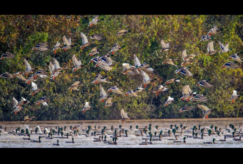 Mississippi duck season opens today SuperTalk Mississippi