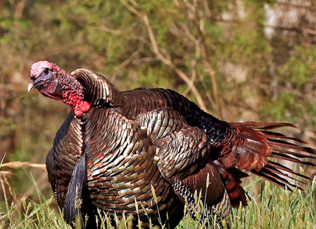 Spring turkey season now open SuperTalk Mississippi