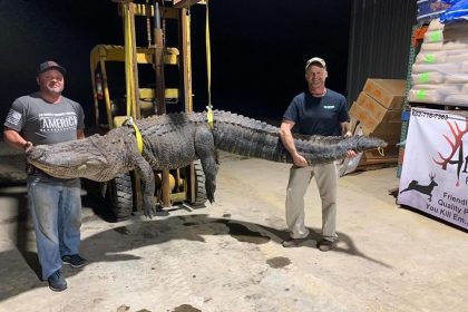 mississippi alligator hunting