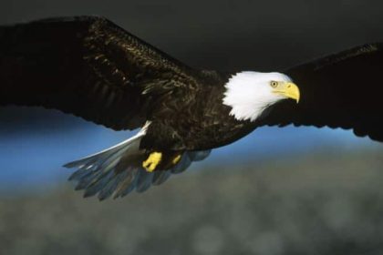 eagle