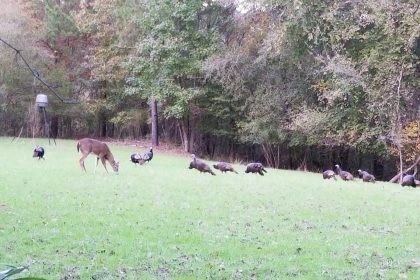 Deer Wildlife Outdoors Hunting