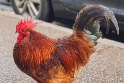 carl the rooster death