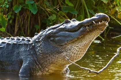 mississippi alligator season