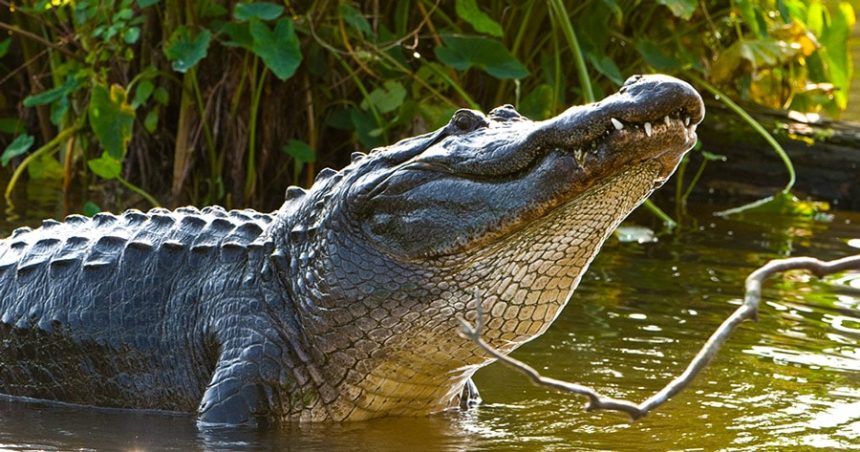 mississippi alligator season