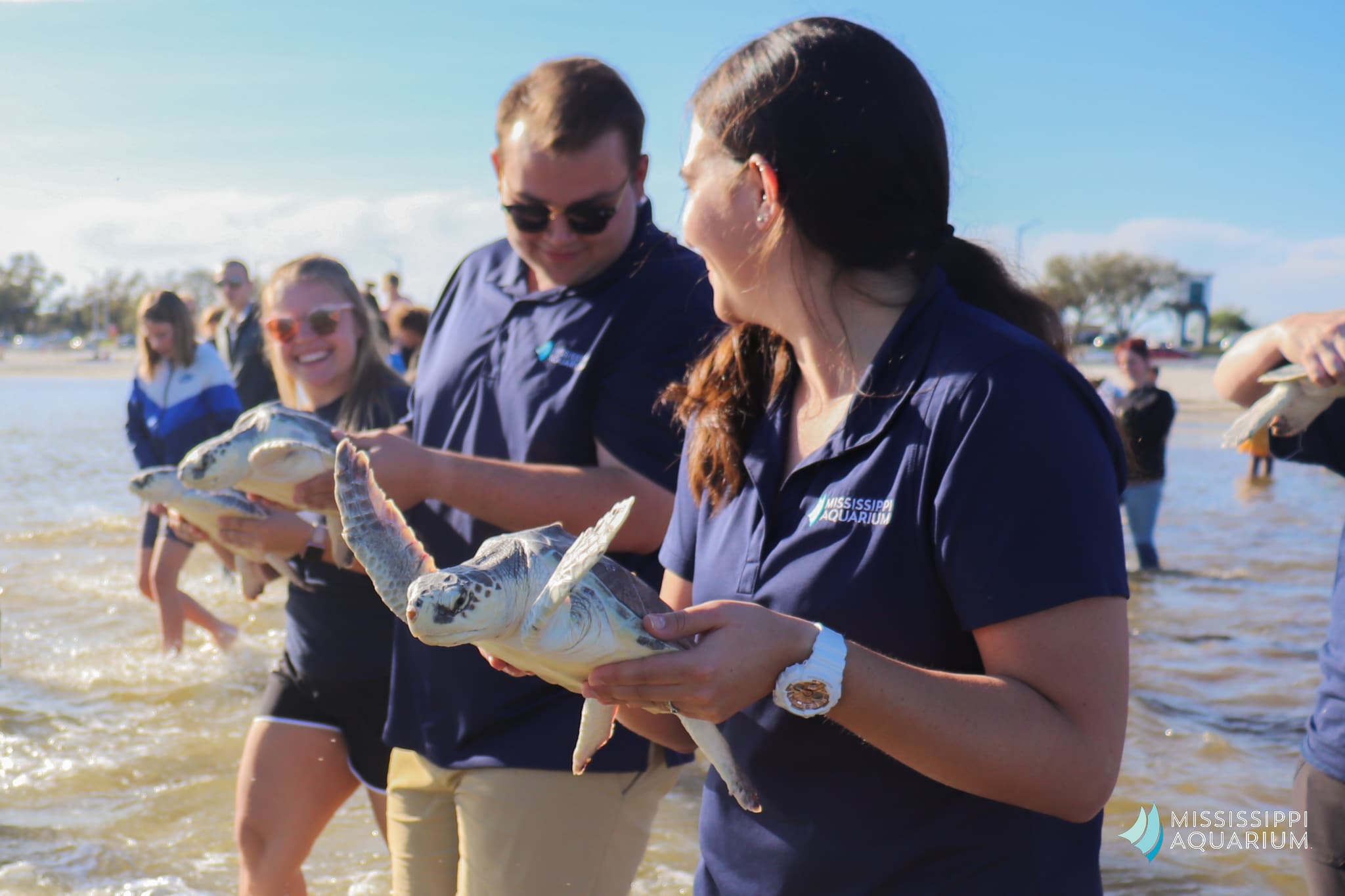 Mississippi Aquarium releases 6 endangered turtles back into the ocean – SuperTalk Mississippi