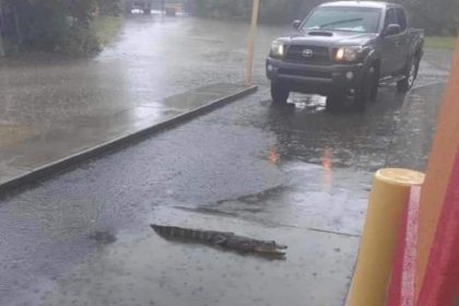 Popeyes Alligator