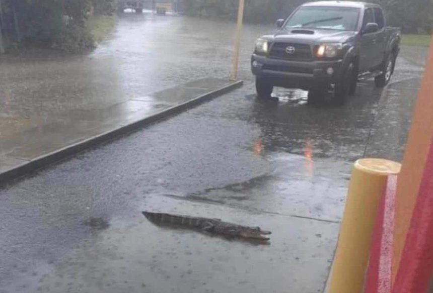 Popeyes Alligator