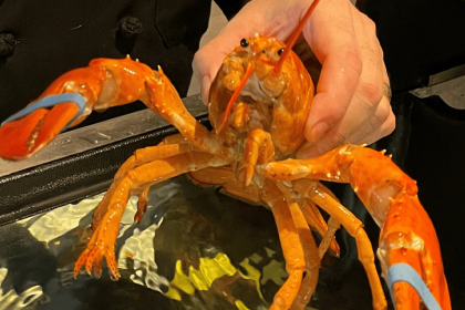 orange lobster meridian