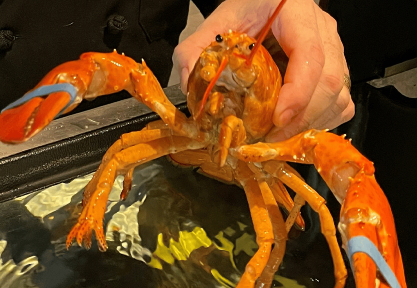 orange lobster meridian