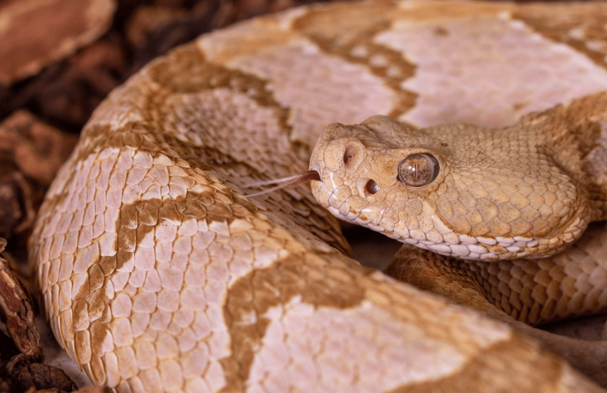 mississippi rattlesnakes