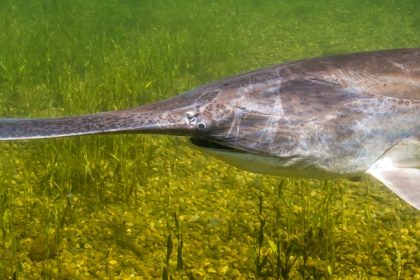 paddlefish