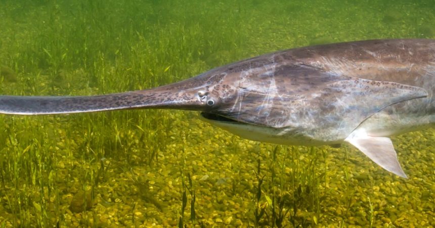 paddlefish