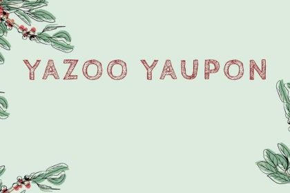 Yazoo Yaupon