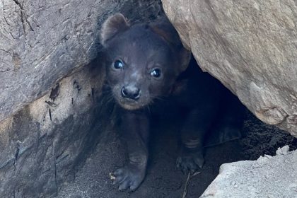 Baby Hyena