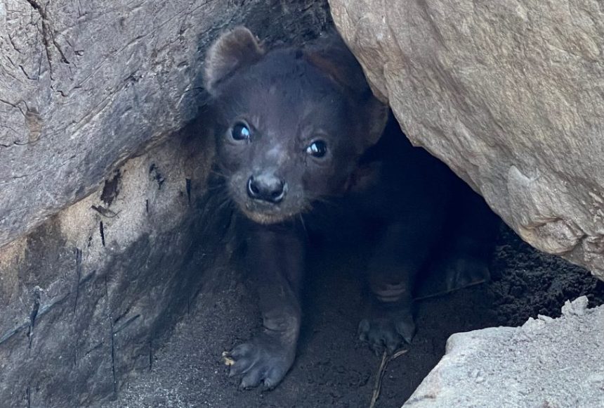 Baby Hyena