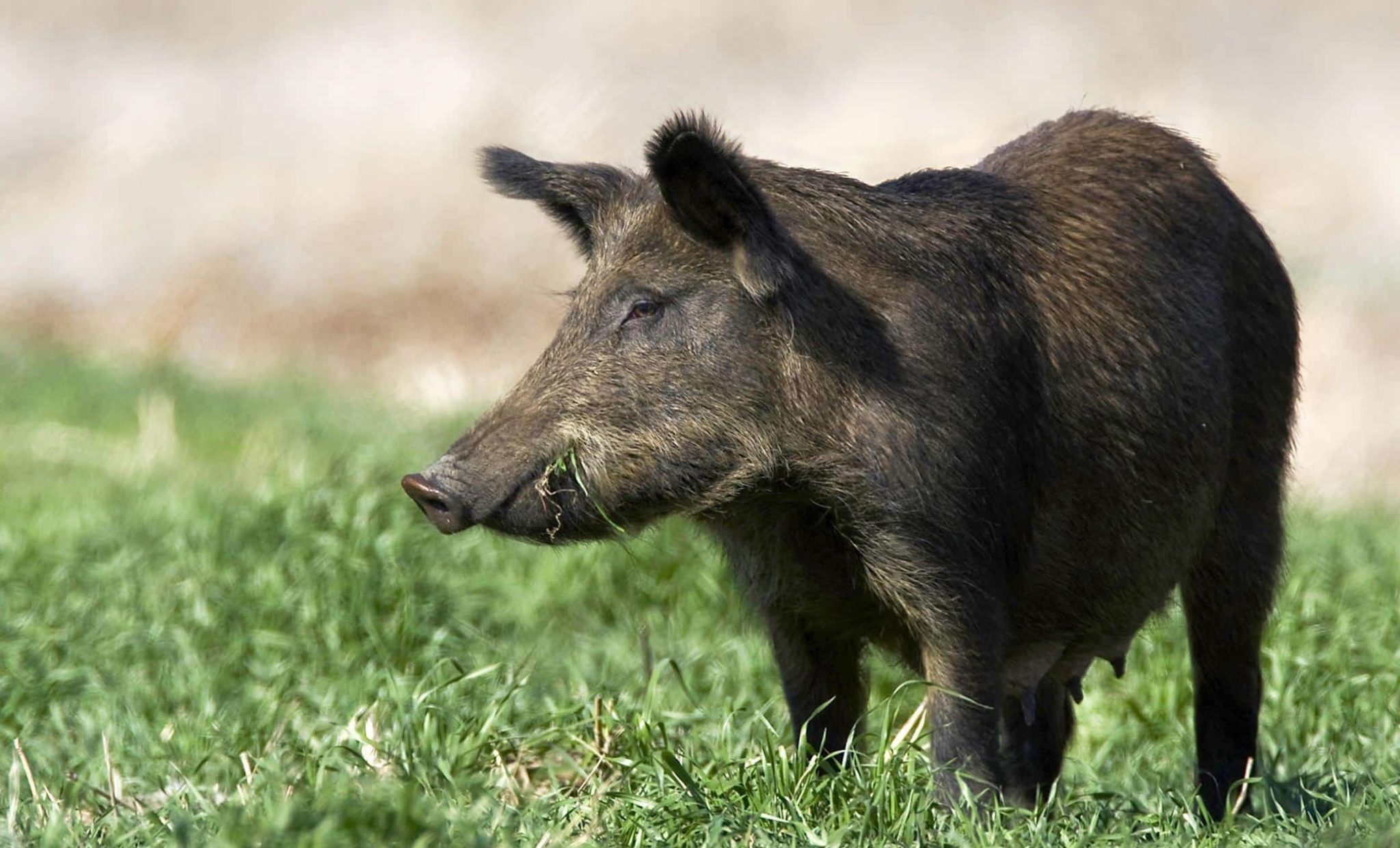 Applications Now Open For Mississippi Wild Hog Control Program 