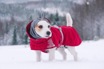 Dog in snow