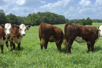 Mississippi cattle