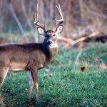 Mississippi white-tailed deer