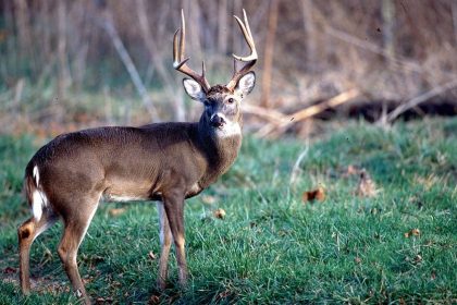 Mississippi white-tailed deer