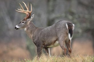 White-tailed deer