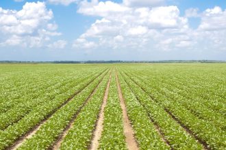 Mississippi farm