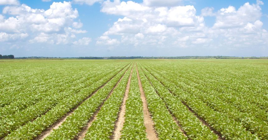 Mississippi farm