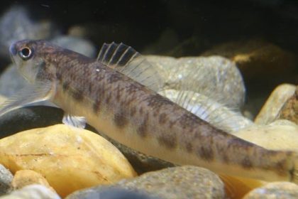 Pearl darter