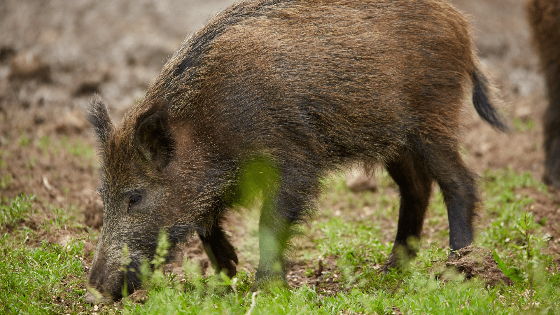 MDAC to open applications for Wild Hog Control Program on August 1
