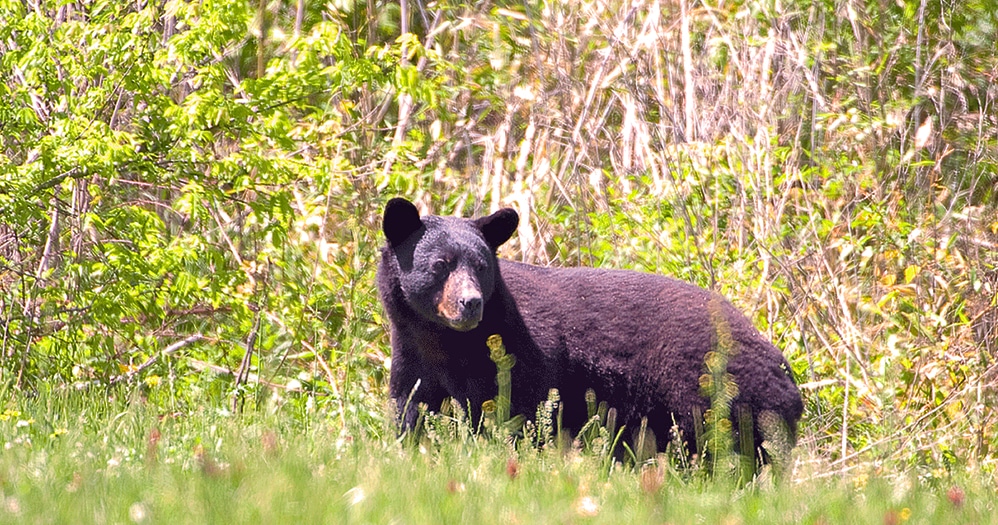 Bear sightings on the rise across Mississippi SuperTalk Mississippi