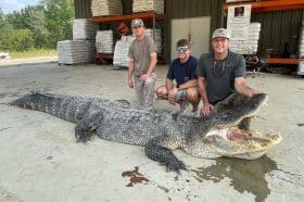 Record-breaking alligator