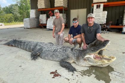 Record-breaking alligator