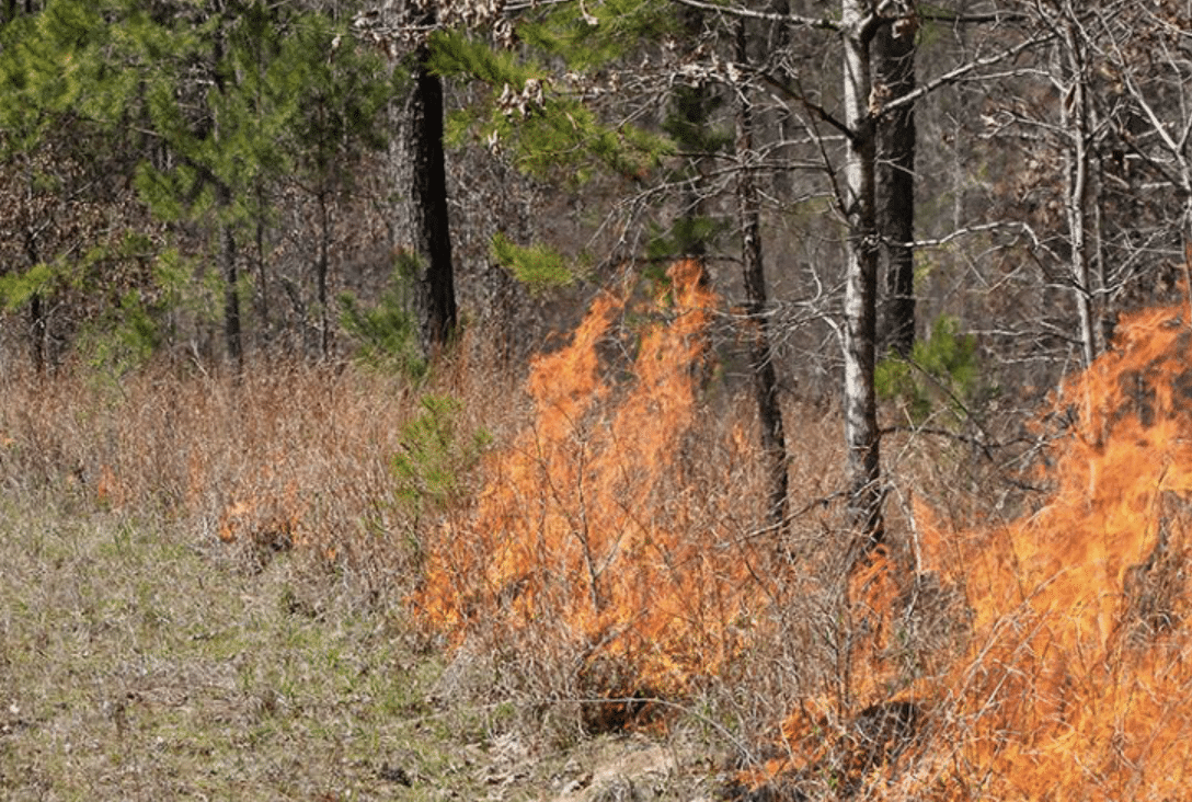 Mississippi enacts burn ban at all state parks and lakes – SuperTalk Mississippi