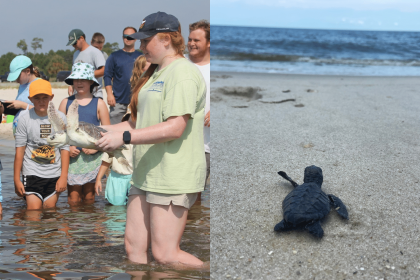 Sea turtles