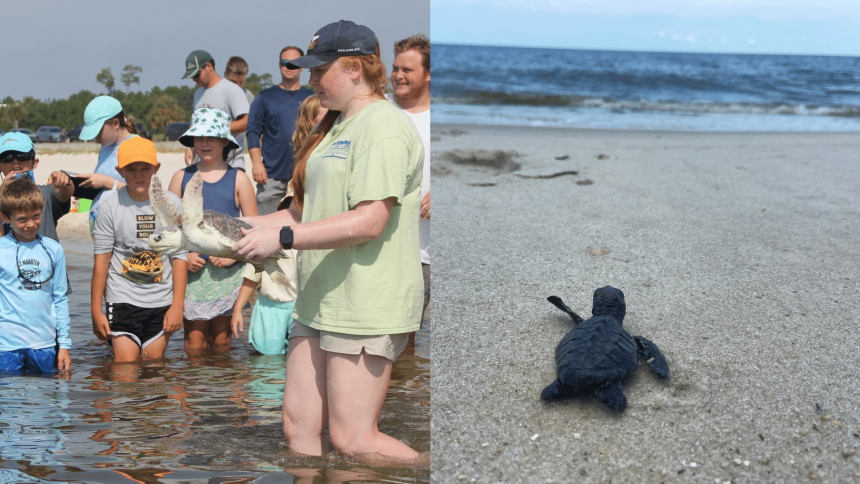 Sea turtles