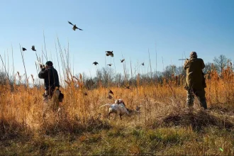 Dove hunting