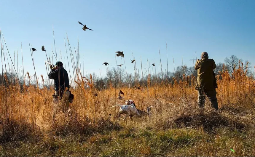 Dove hunting