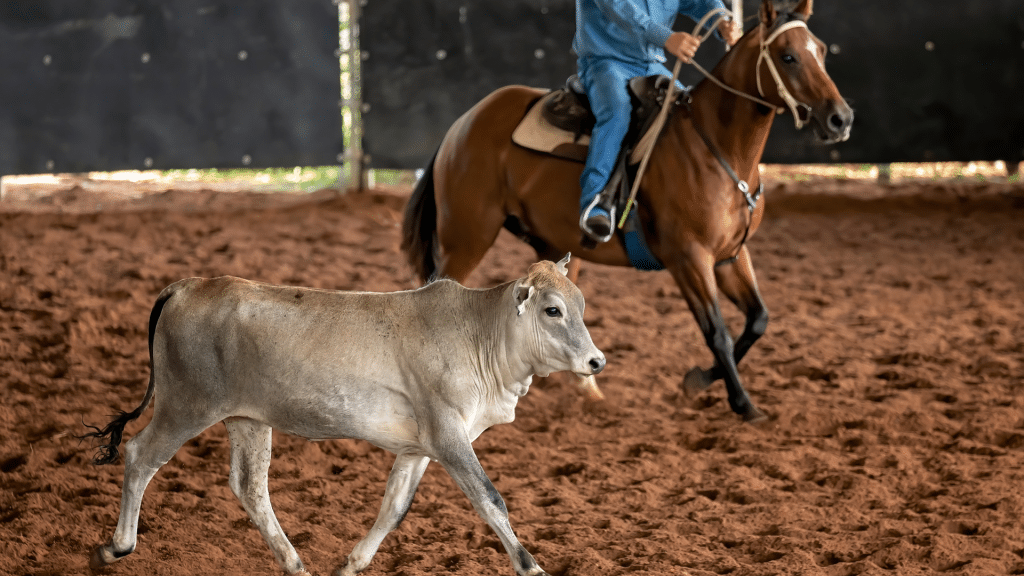 Dixie National Livestock Show to kick off in Jackson beginning Friday