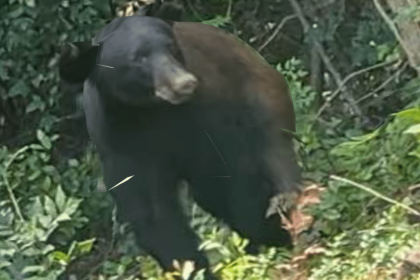 Black bear Natchez