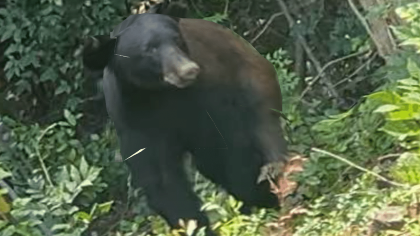 Black bear Natchez