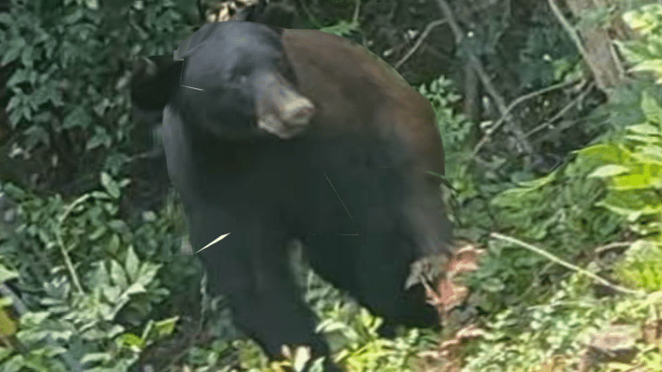 Black bear Natchez