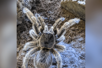 Chilean rose-haired tarantula