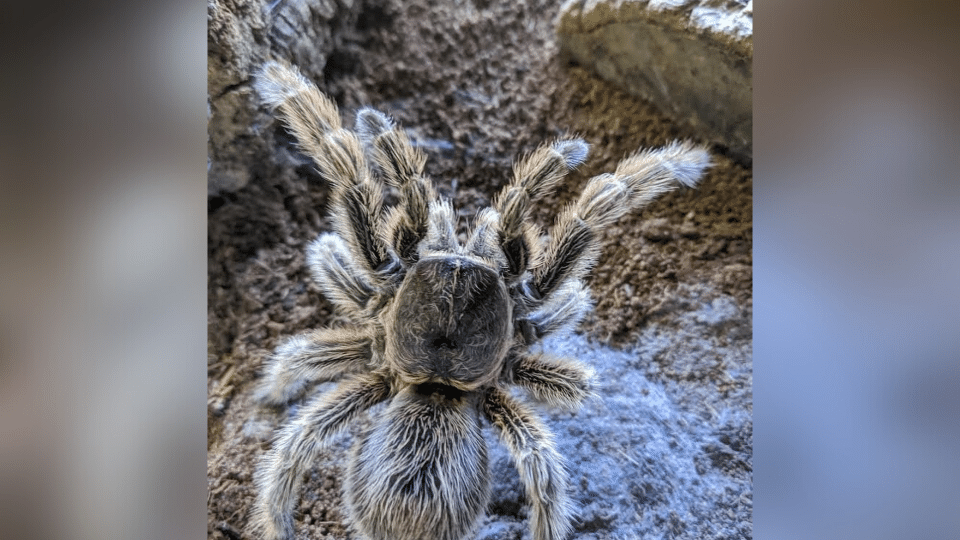 Chilean rose-haired tarantula