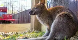 Australian Wallaby Walkabout