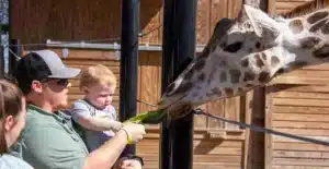 Giraffe Feedings