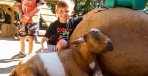 Petting Zoo