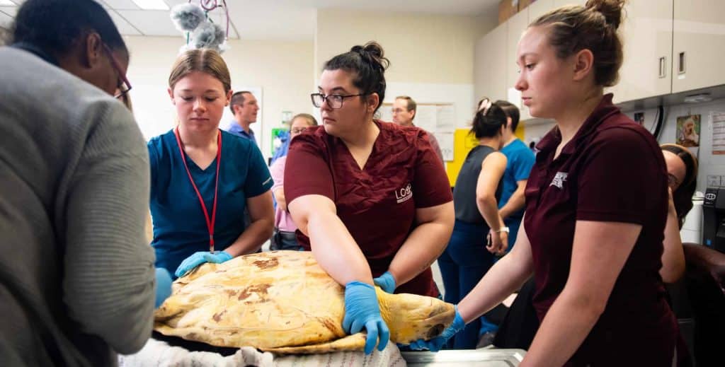 Mississippi State veterinarians save life of endangered sea turtle named 'Toast Malone' – SuperTalk Mississippi