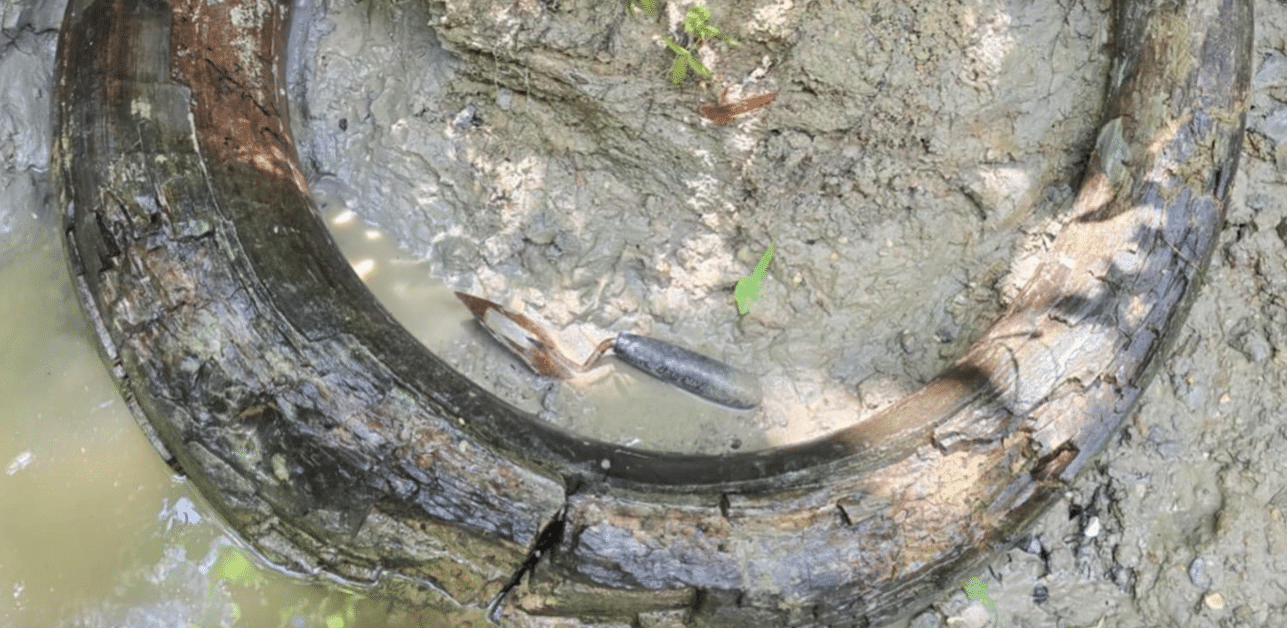 Mammoth discovery: 7-foot-long prehistoric tusk found in Madison County – SuperTalk Mississippi